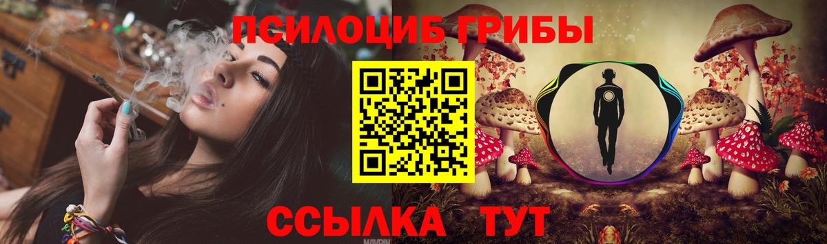 Псилоцибиновые грибы Psilocybe Долгопрудный